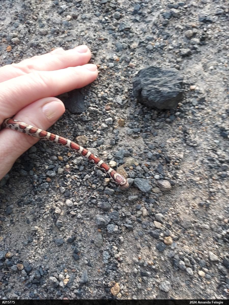 Eastern Milksnake