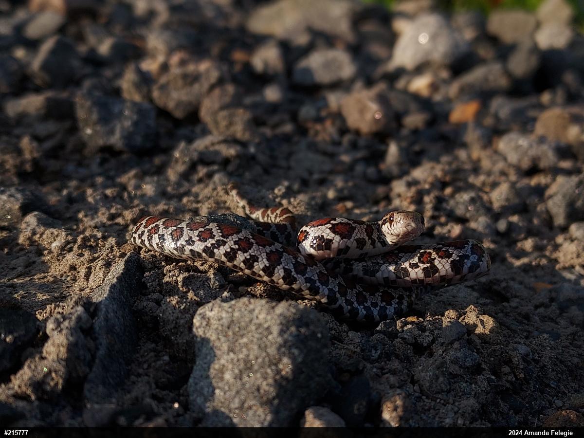 Eastern Milksnake