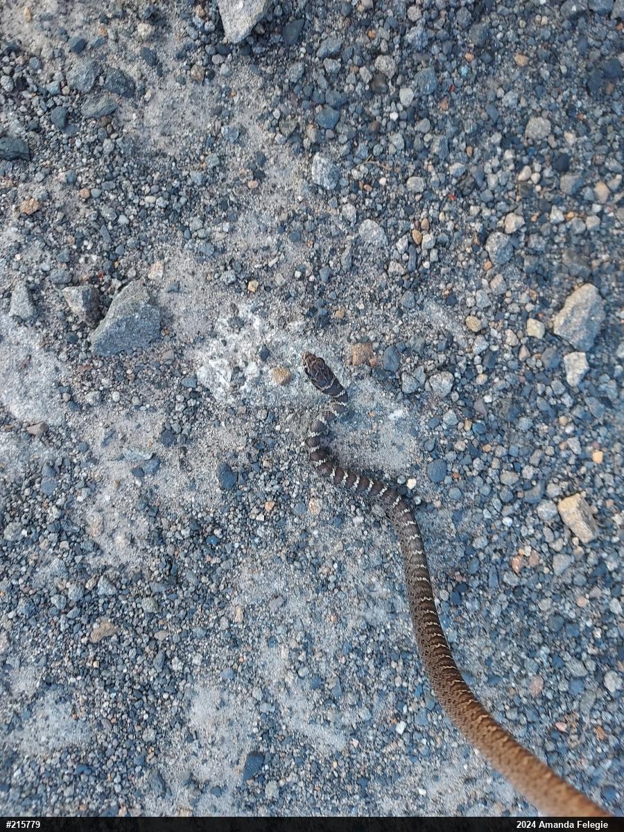 Northern Black Racer