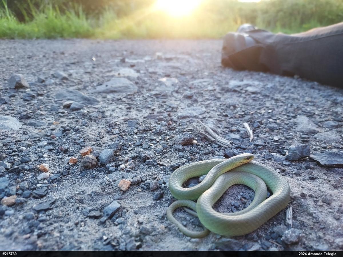 Smooth Greensnake