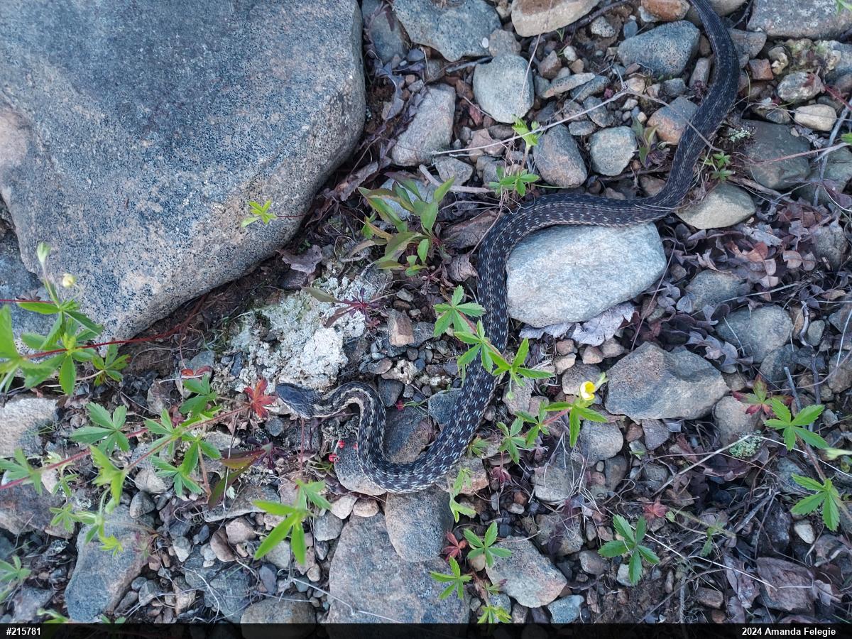 Eastern Gartersnake