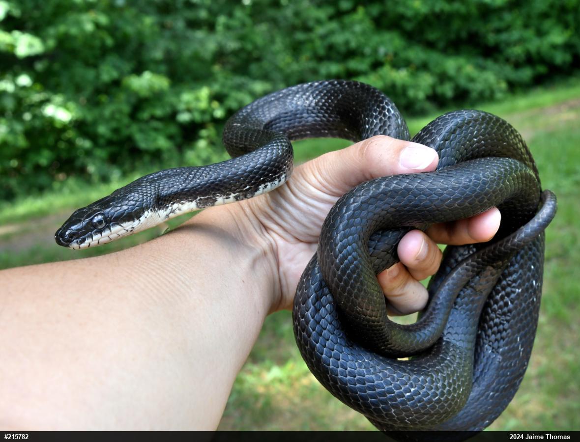 Eastern Ratsnake