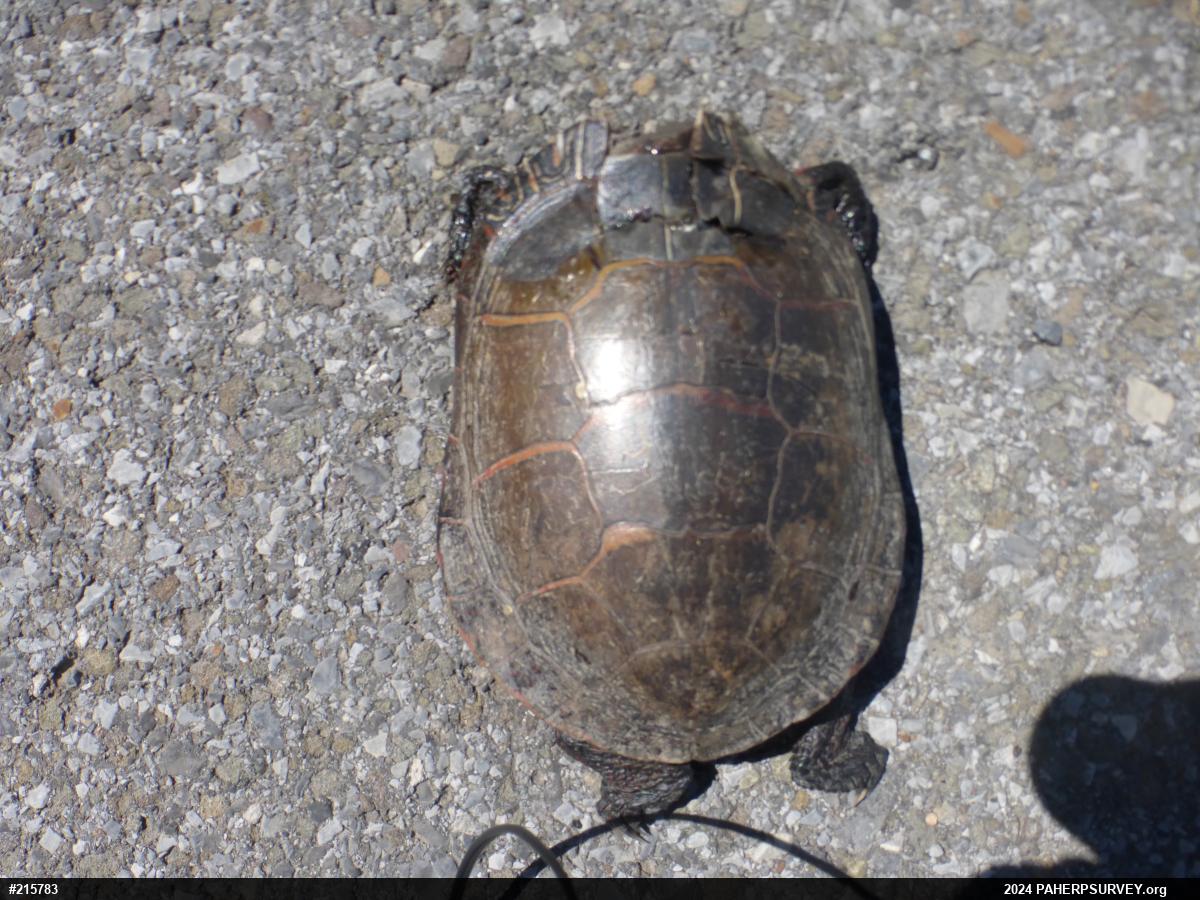 Midland Painted Turtle