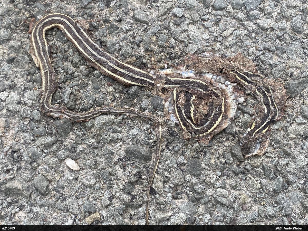 Eastern Ribbonsnake