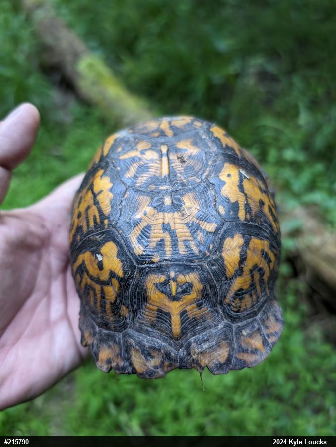 Eastern Box Turtle