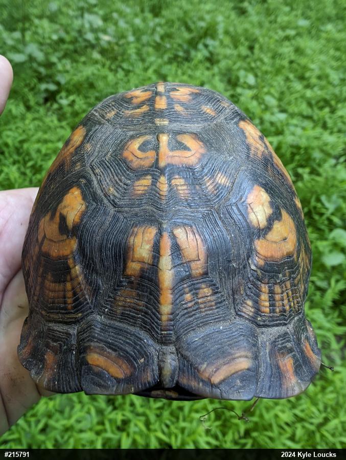 Eastern Box Turtle
