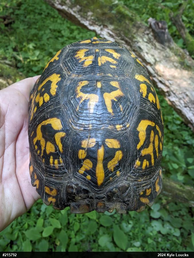 Eastern Box Turtle