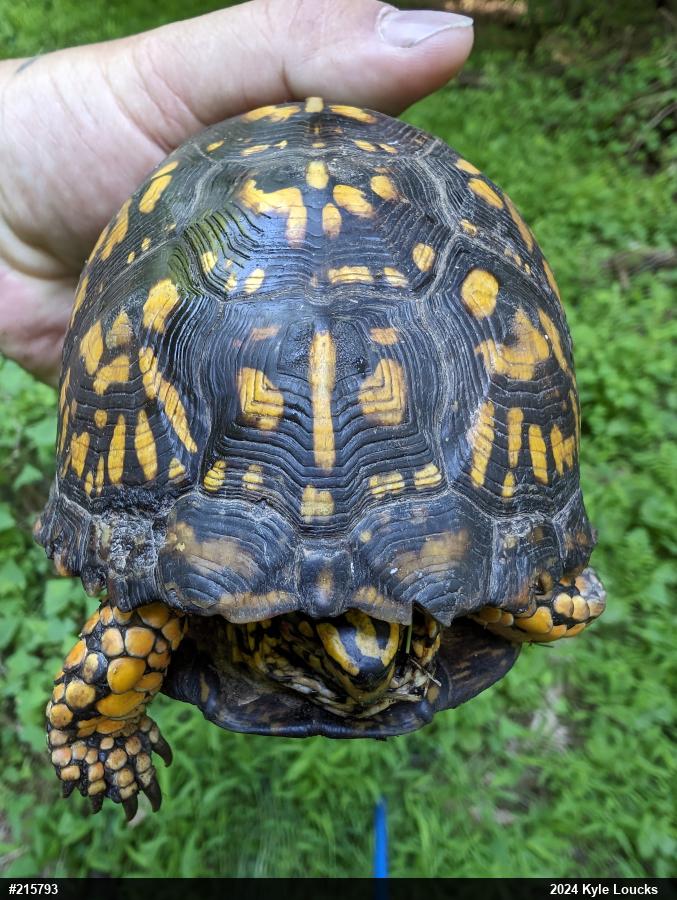 Eastern Box Turtle
