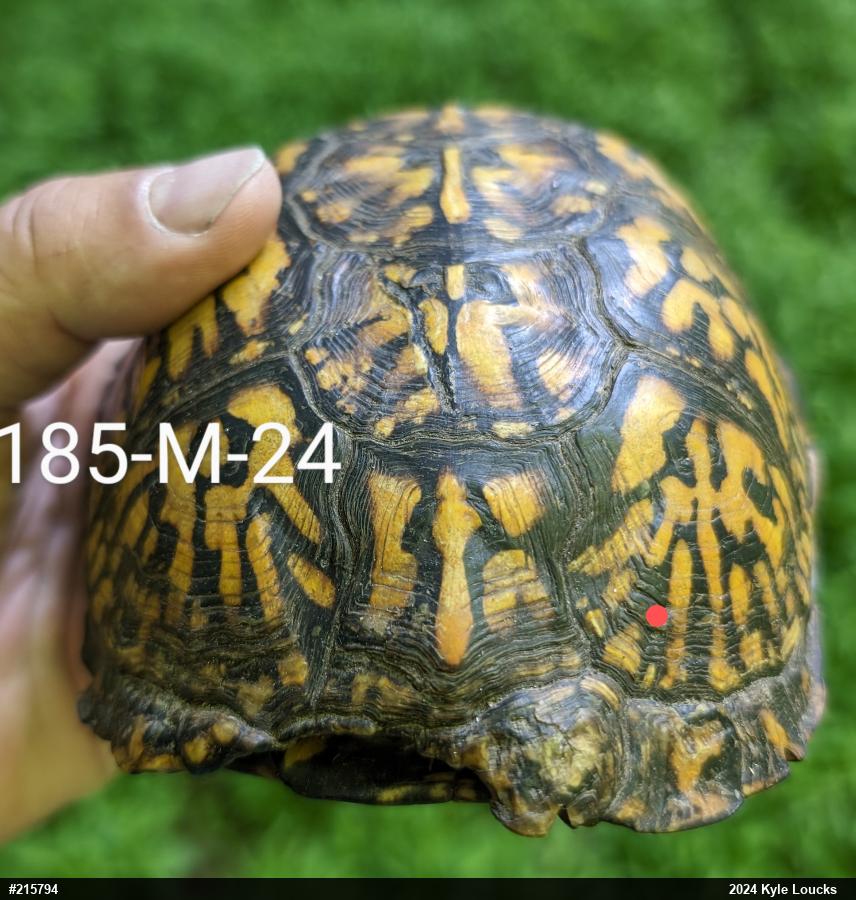 Eastern Box Turtle