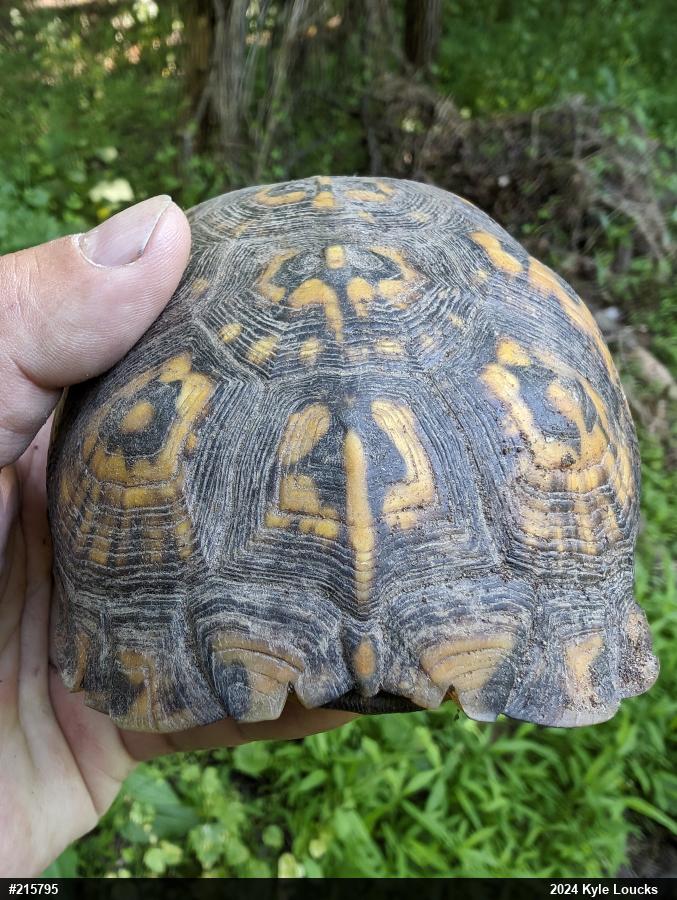 Eastern Box Turtle