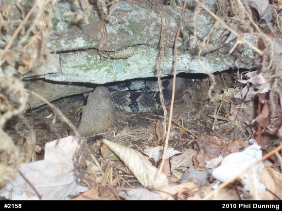 Timber Rattlesnake