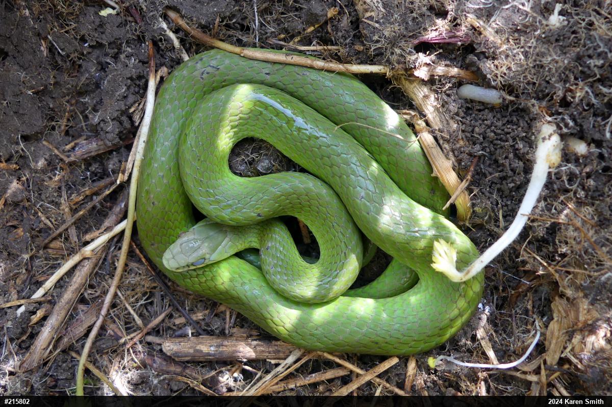 Smooth Greensnake