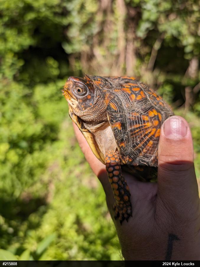 Eastern Box Turtle