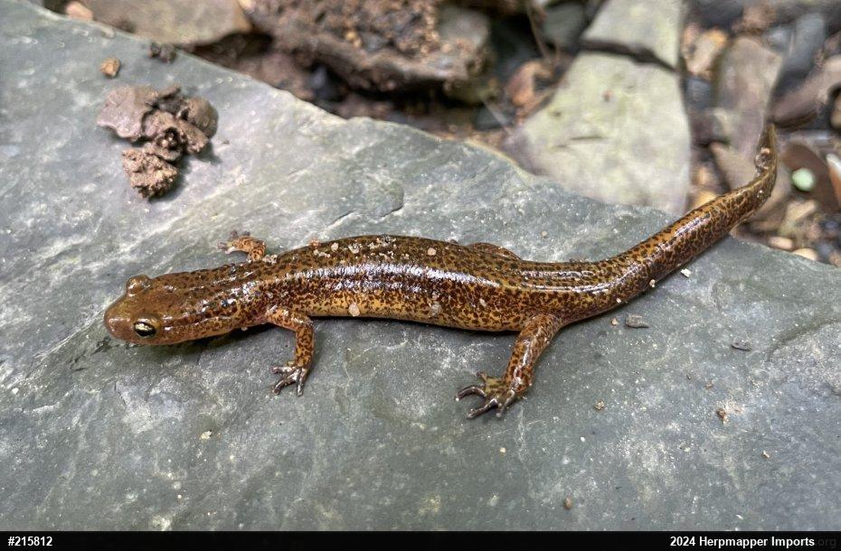 Eastern Long-tailed Salamander