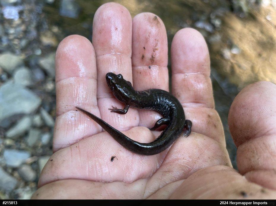 Northern Dusky Salamander