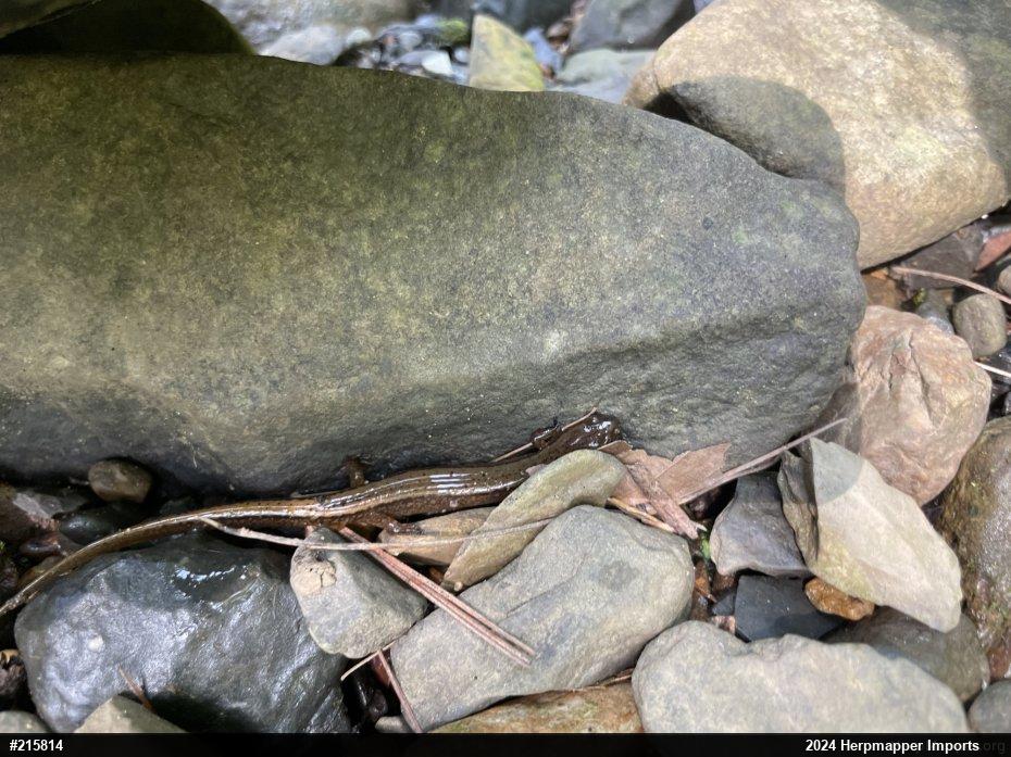 Northern Two-lined Salamander