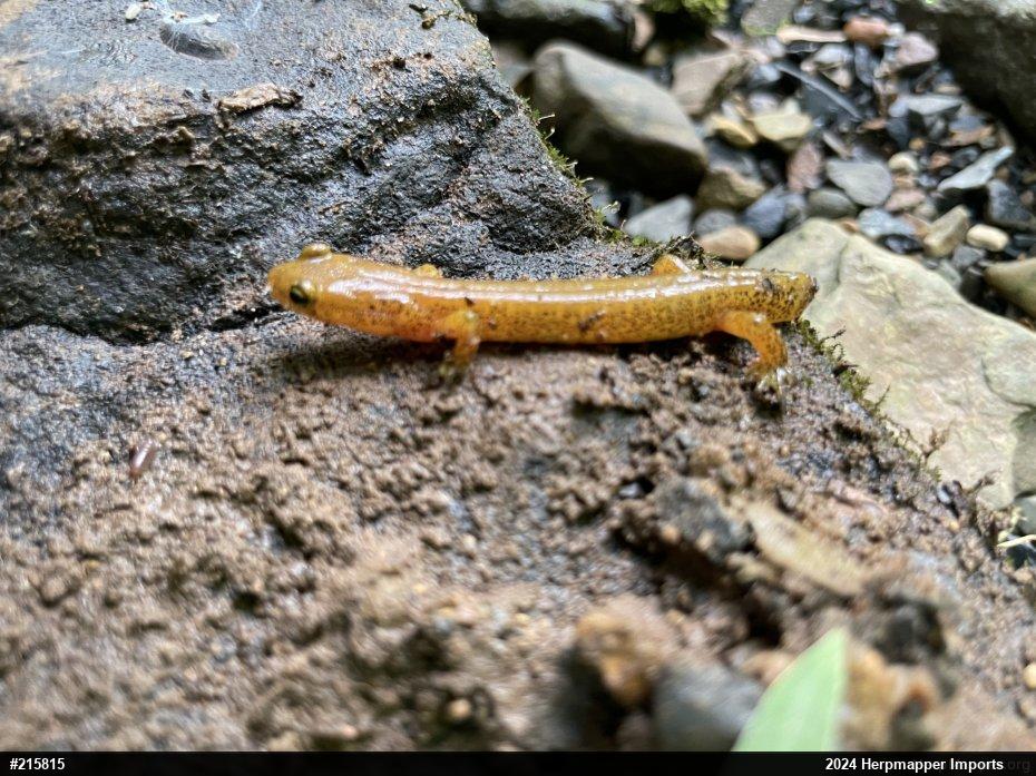 Eastern Long-tailed Salamander