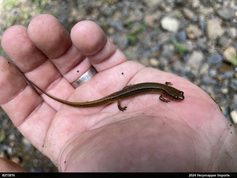 Northern Two-lined Salamander
