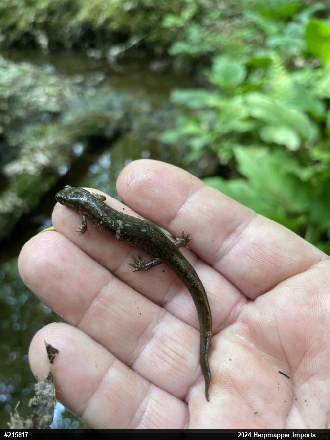 Northern Dusky Salamander