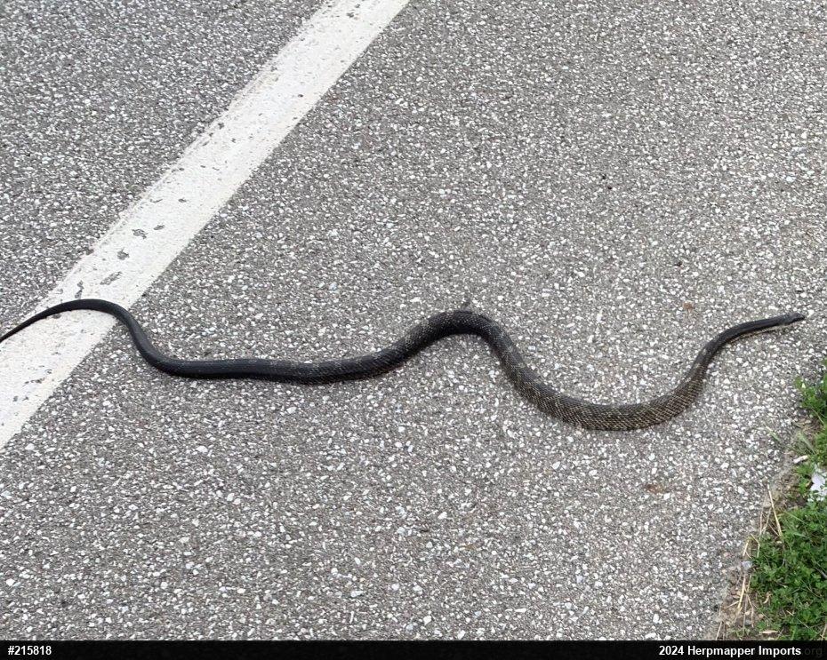 Eastern Ratsnake
