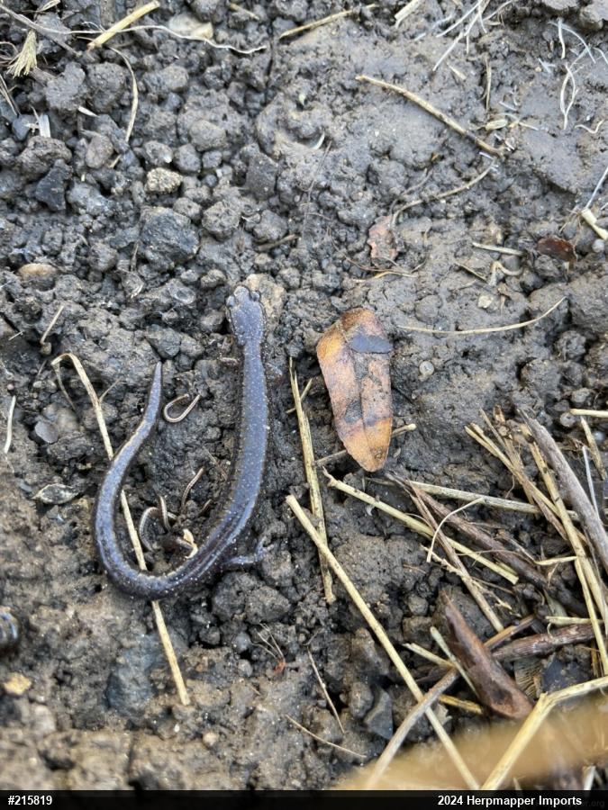Eastern Red-backed  Salamander