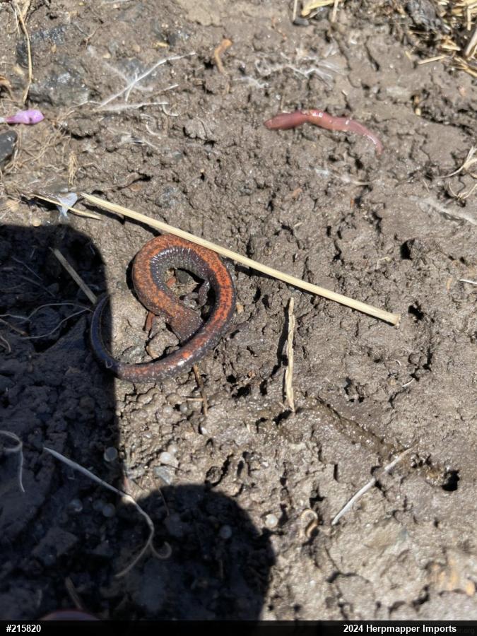 Eastern Red-backed  Salamander