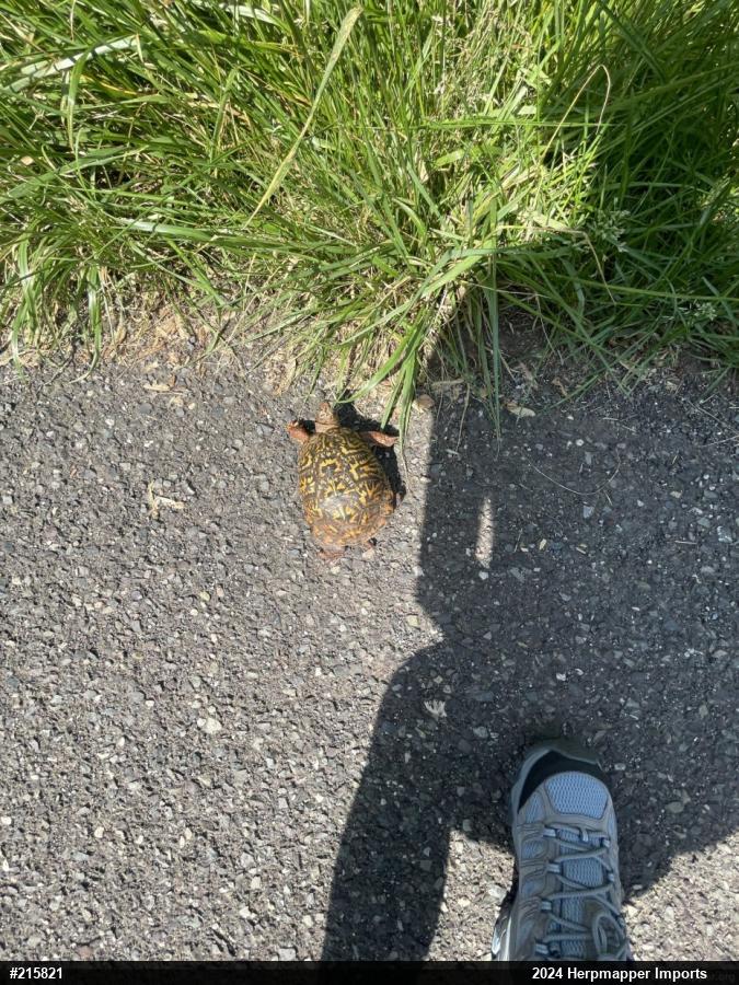 Eastern Box Turtle