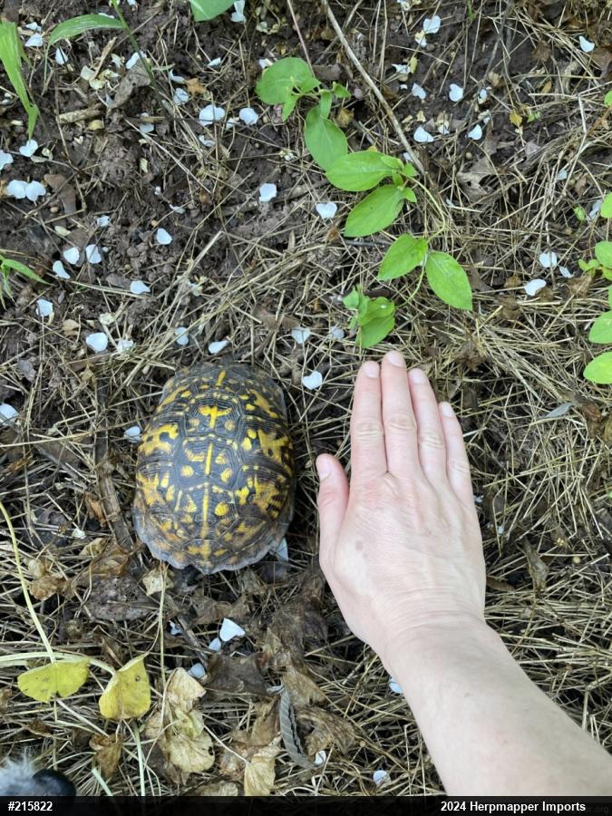 Eastern Box Turtle