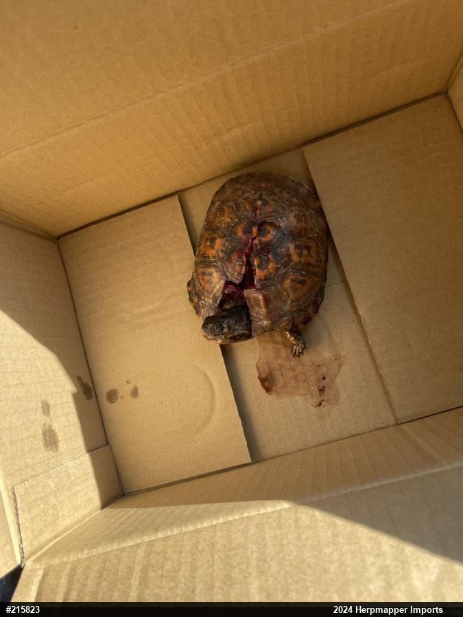 Eastern Box Turtle