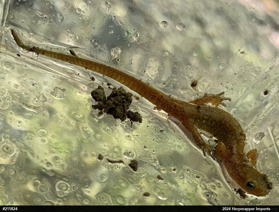 Eastern Long-tailed Salamander