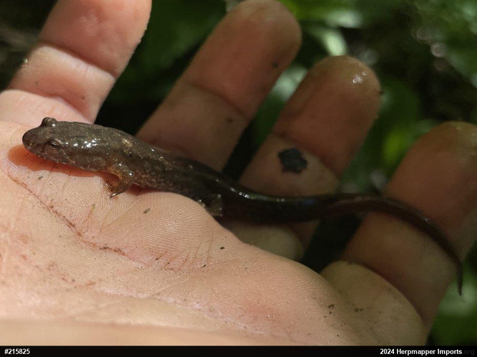 Northern Dusky Salamander
