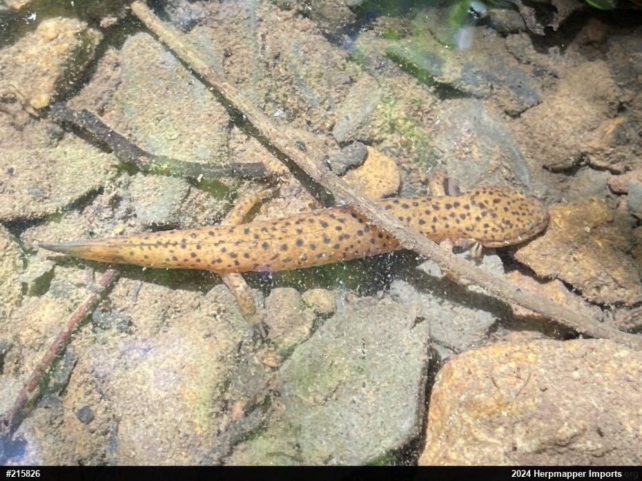 Northern Red Salamander