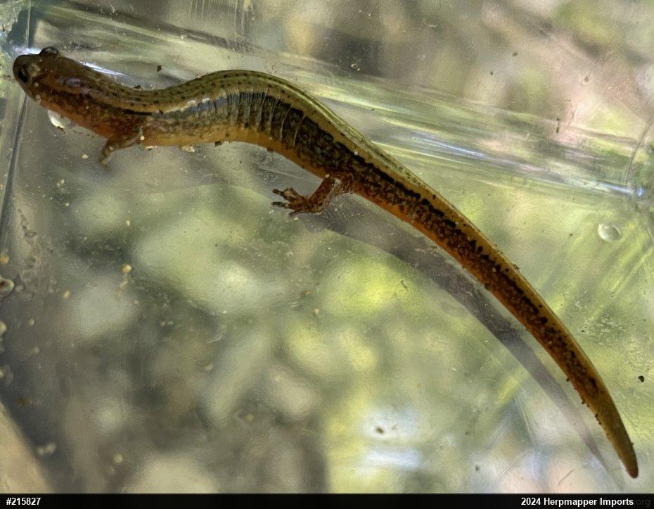Northern Two-lined Salamander