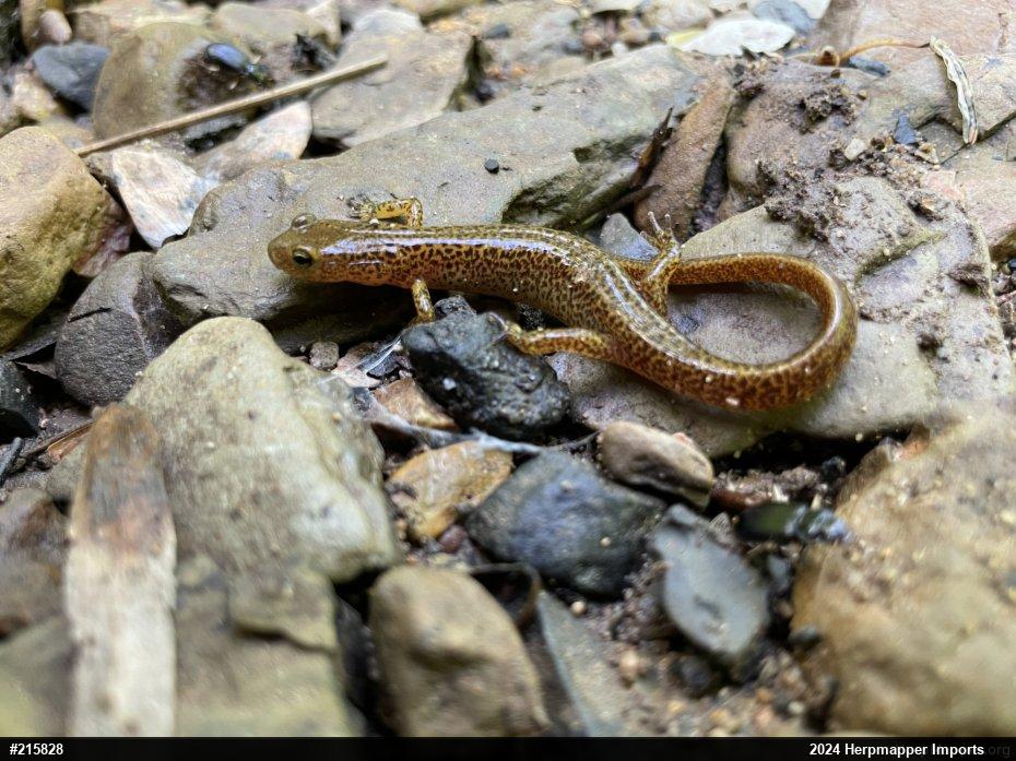 Eastern Long-tailed Salamander