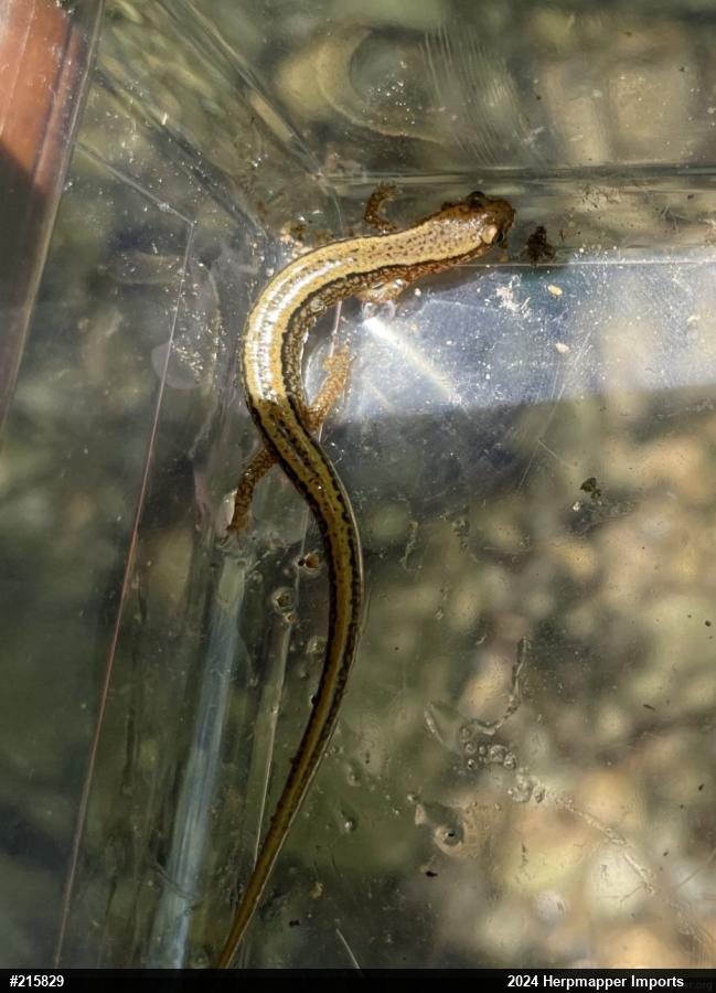 Northern Two-lined Salamander