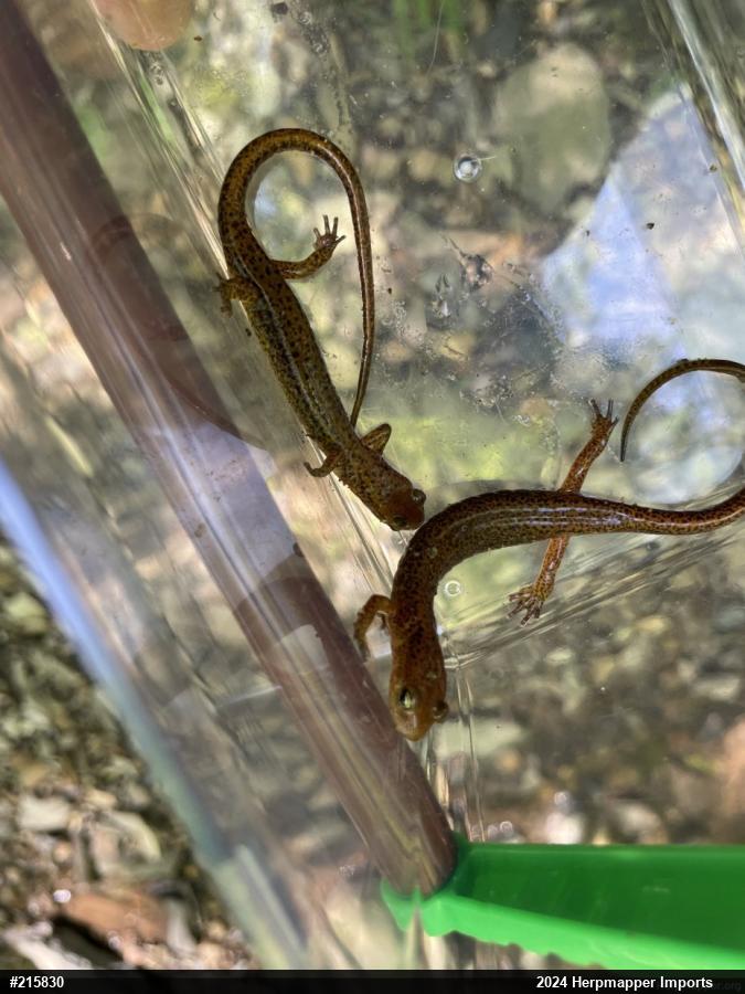 Eastern Long-tailed Salamander