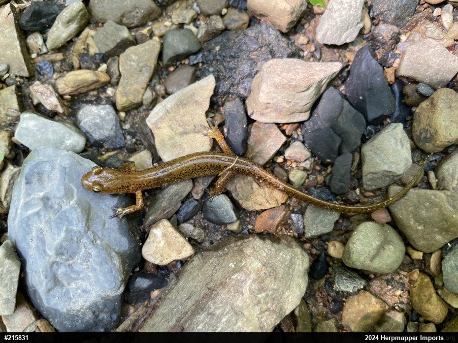 Eastern Long-tailed Salamander