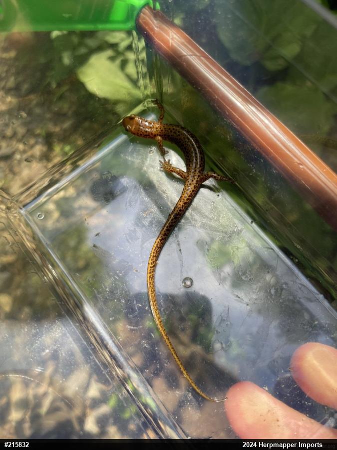Eastern Long-tailed Salamander
