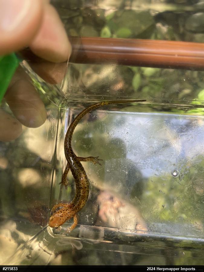 Eastern Long-tailed Salamander
