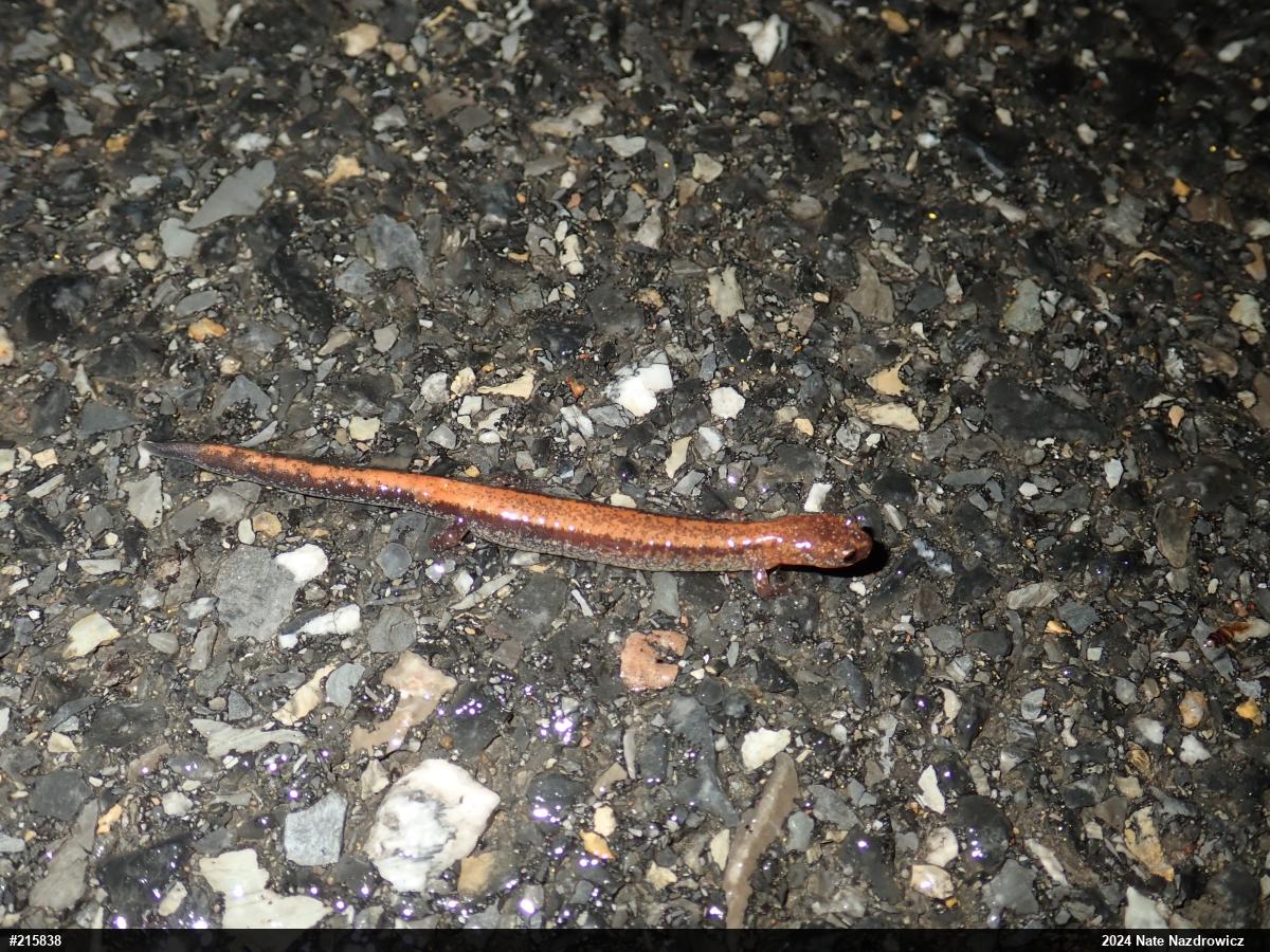 Eastern Red-backed  Salamander