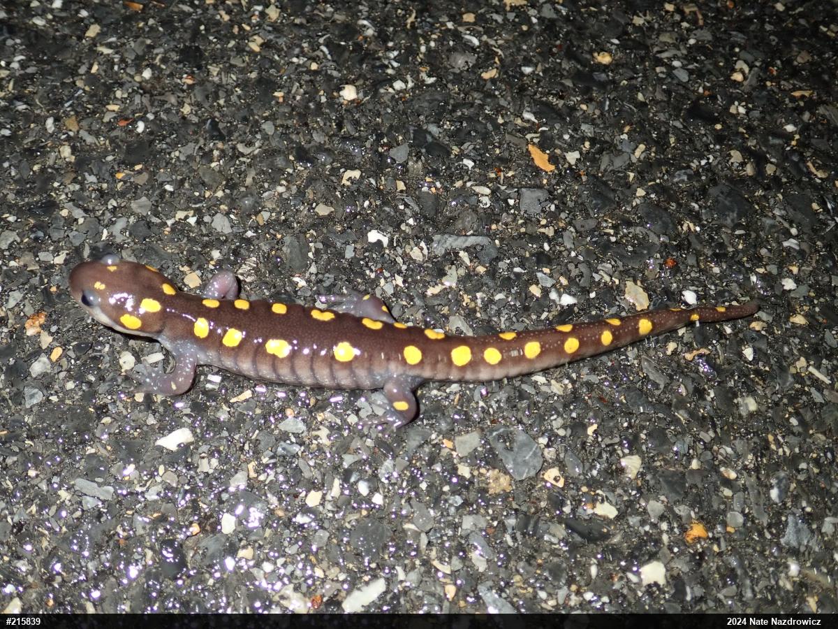Spotted Salamander