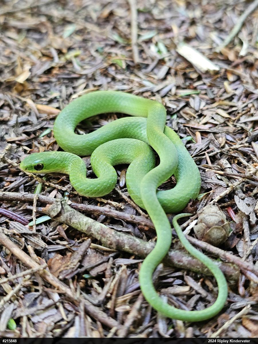 Smooth Greensnake