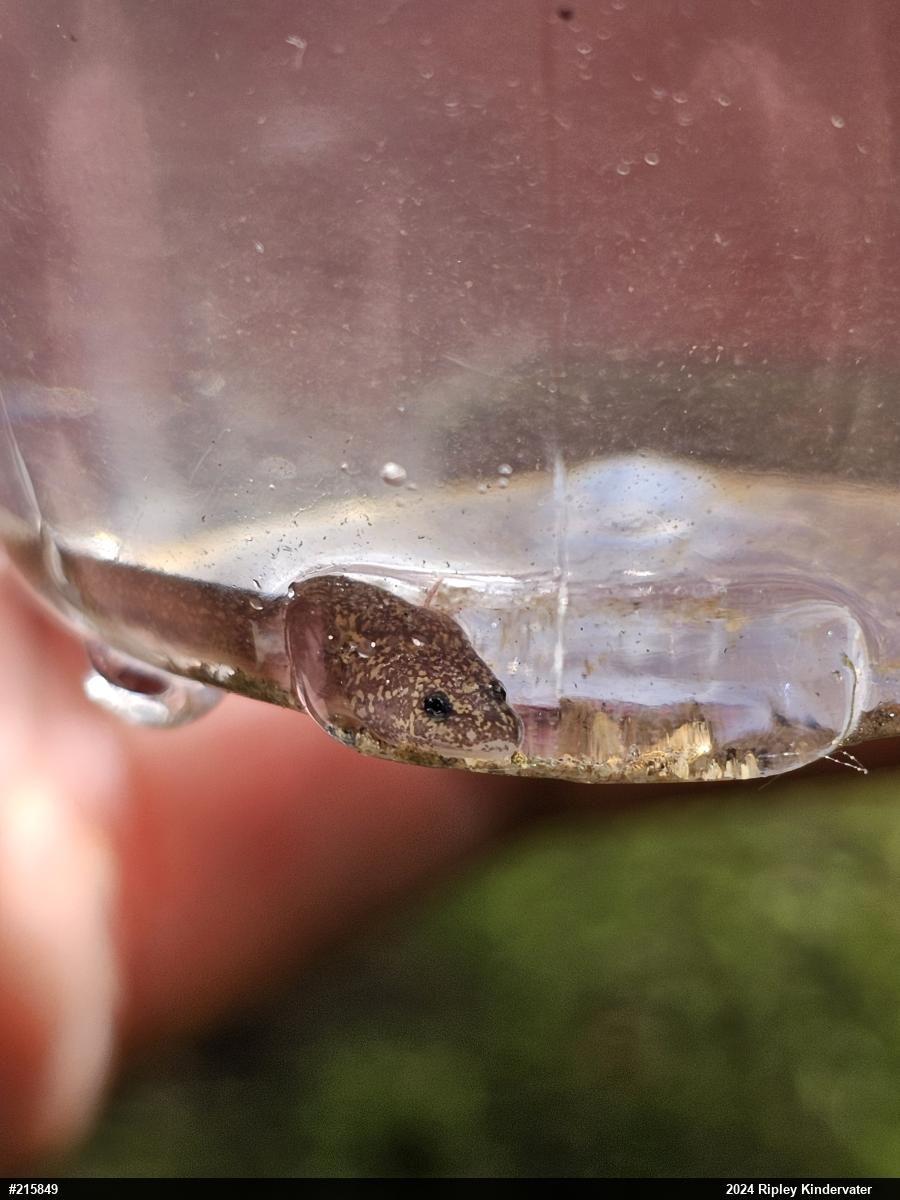 Northern Spring Salamander