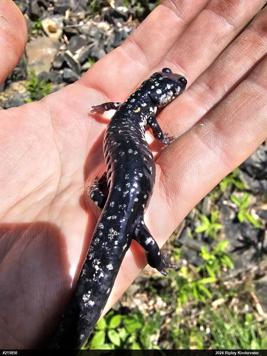 Northern Slimy Salamander