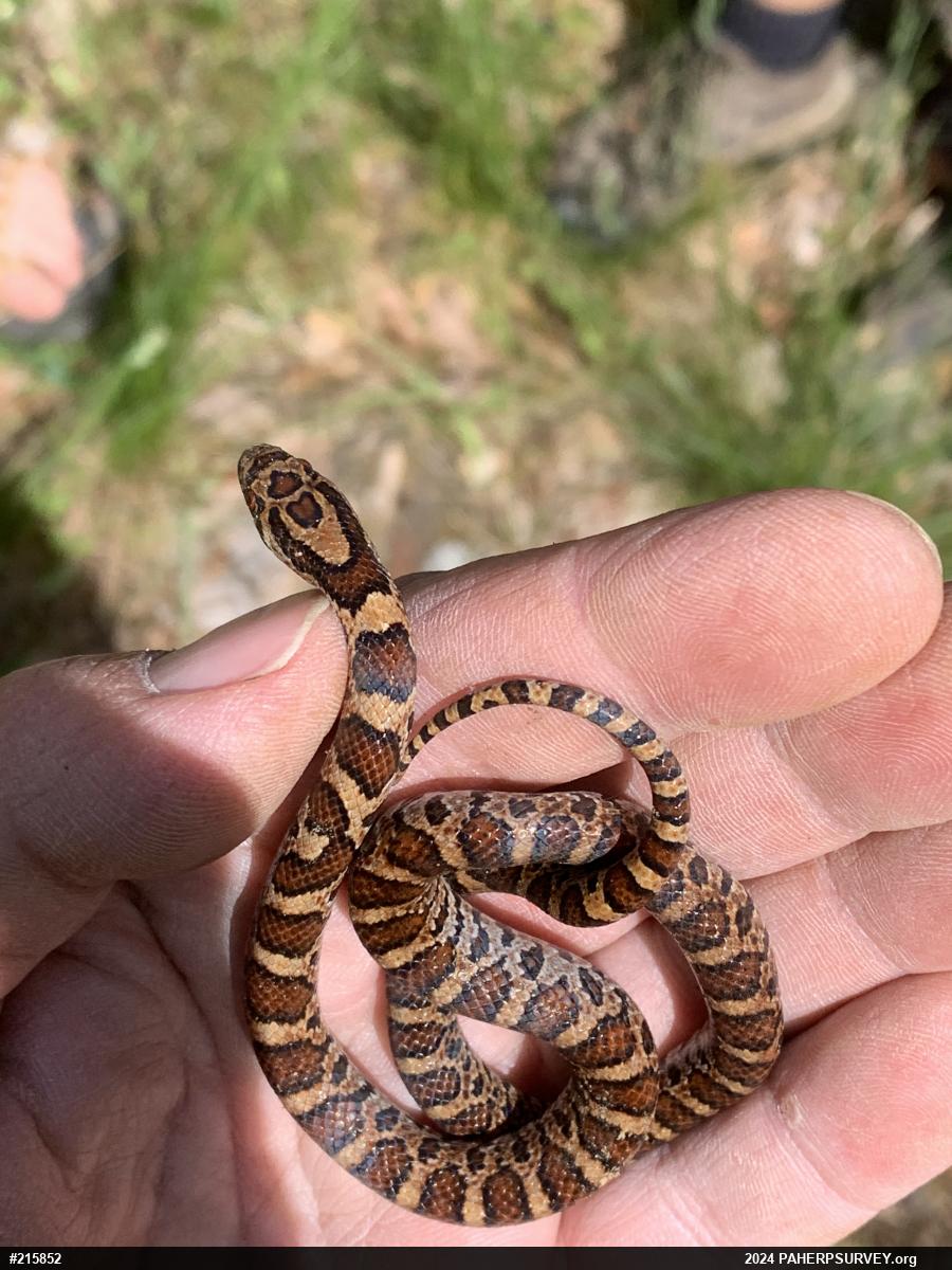 Eastern Milksnake