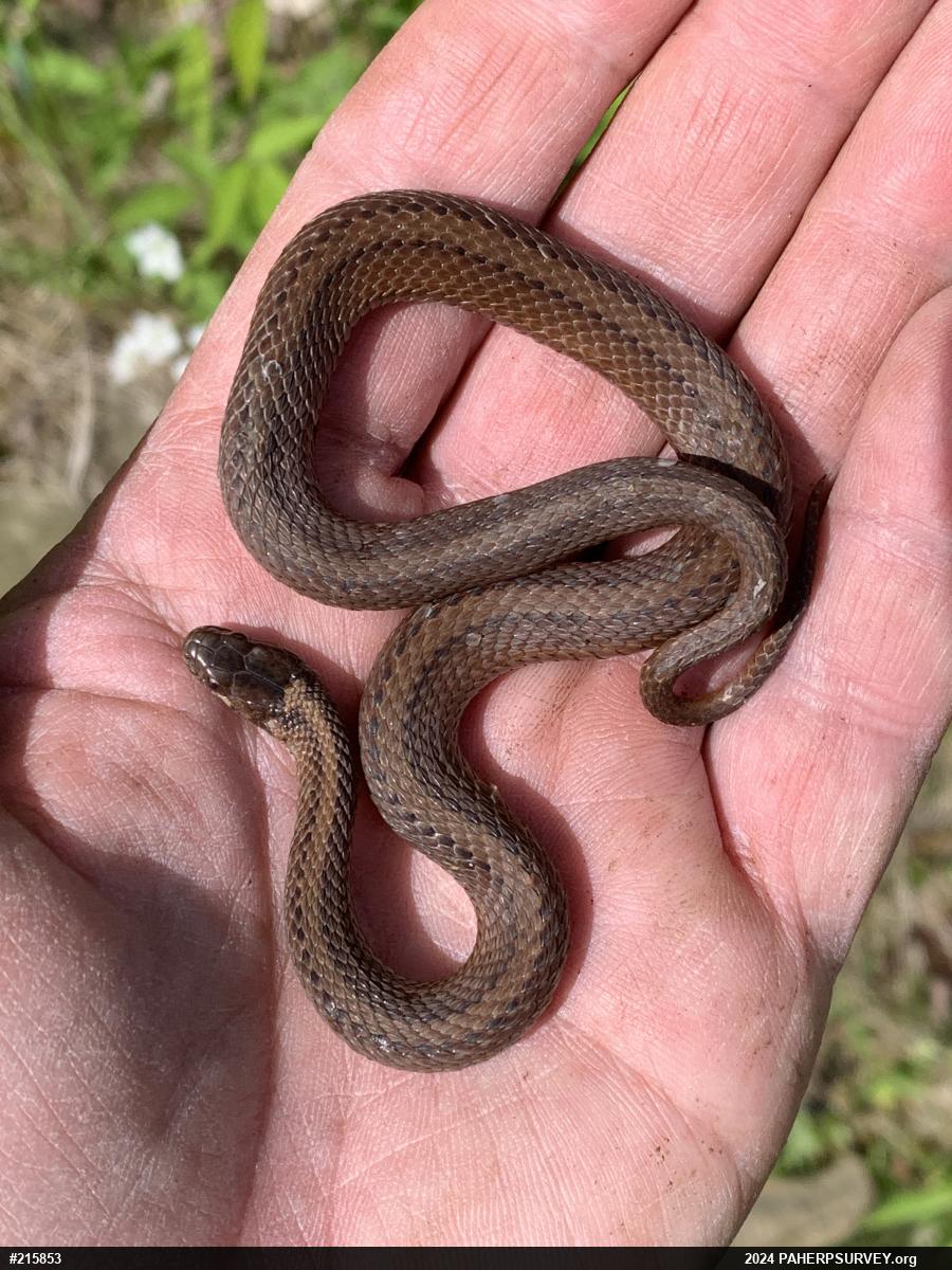Red-bellied Snake