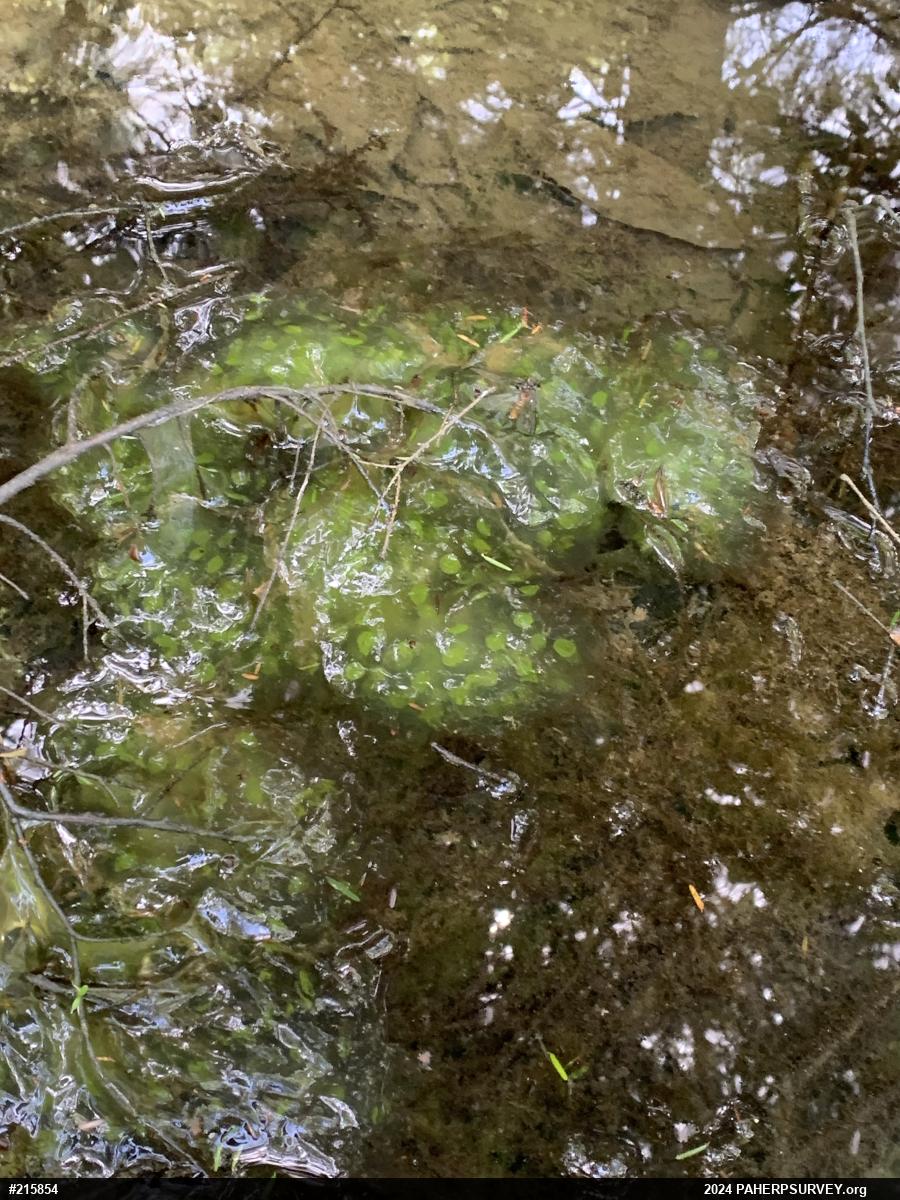 Spotted Salamander