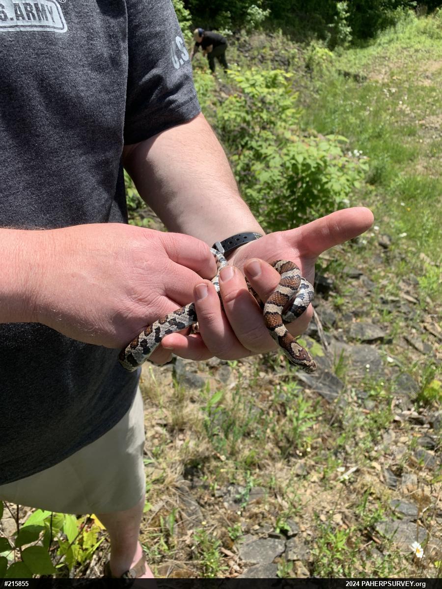 Eastern Milksnake