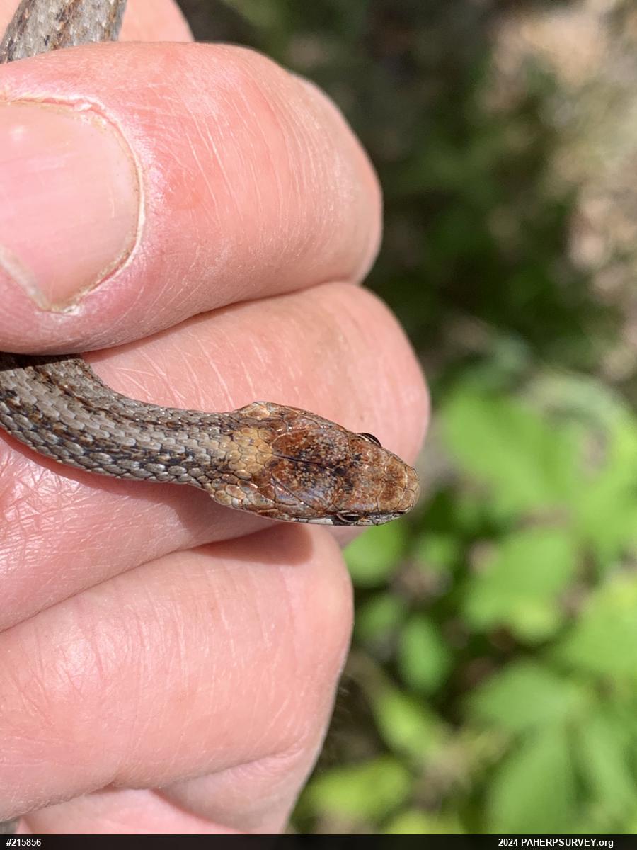 Red-bellied Snake