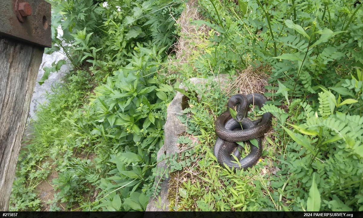 Eastern Ratsnake
